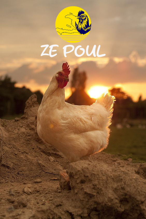 Production d'oeufs frais Zepoul Ayiti